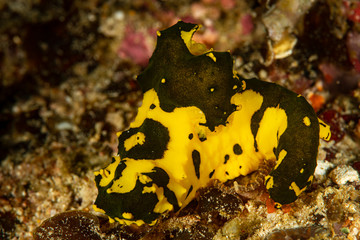 gardiner's banana nudibranch sea slug
