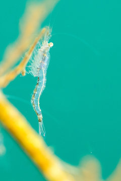 Fresh water Shrimp