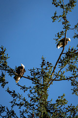 eagle on tree
