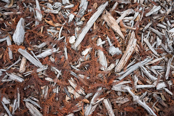 soil texture of a forest of sticks and dried leaves