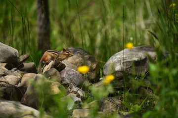 Chipmunk in the woods