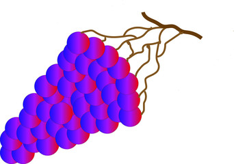 large bunch of ripe blue grapes