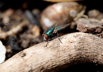 Greenbottle fly