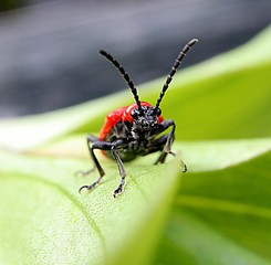 Lily Beetle