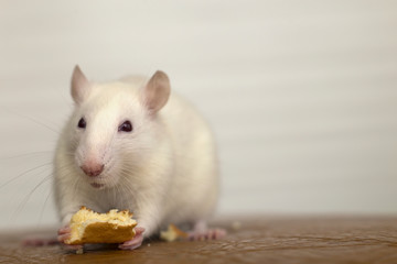 Fototapeta na wymiar White domestic rat eating bread. Pet animal at home.