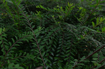 Green leaf texture. Leaf texture background