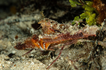 Obraz na płótnie Canvas crowned elbow crab head closeup