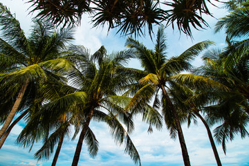 Fototapeta na wymiar coconut palm trees looking up view at the beach on blue sky background