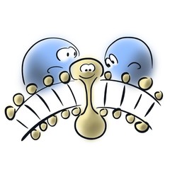 Lipid-soluble molecule passes through lipid bilayer