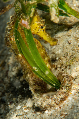 tigertail seahorse on a sandy bottom