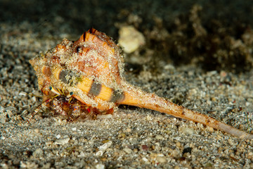 dark knee hermit crab on sand