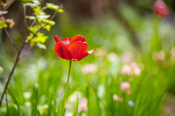 Closeup of red tulip flowers blooming in spring garden outdoors.