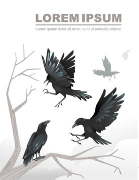 Group of black crows a dead tree branch advertising flyer design cartoon animal style flat vector illustration on white background