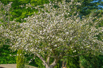 Fototapeta na wymiar apple blossom