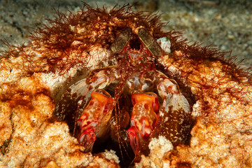 lisa's mantis shrimp in burrow