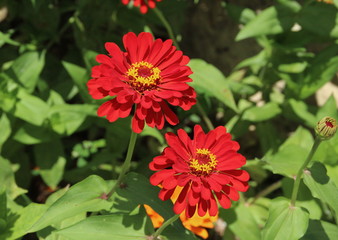 Fototapeta premium Double red Zinnias.