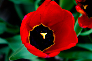Photo of red tulips in spring