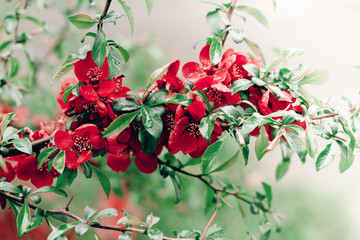 Obraz premium Blossoming Chaenomeles cheer plant close up. Red spring flowers. Blossoming Chaenomeles,flowering quince, Japanese quince. Selective focus