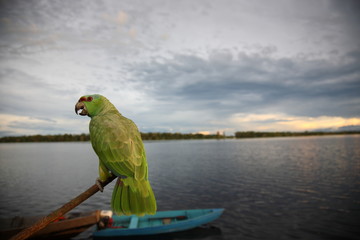 Portrait of a beautiful Brazilian Green parrot standing on trunk during sunset in Amazon jungle river, Brazil.