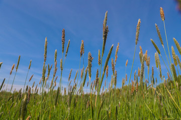Bl&uuml;hende Gr&auml;ser auf einer Wiese mit blauem Himmel Heuschnupfen Allergie