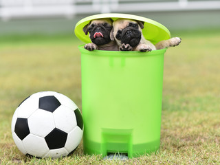 Cute puppies brown Pug in green bin with football