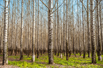 Fototapeta premium birch grove in spring