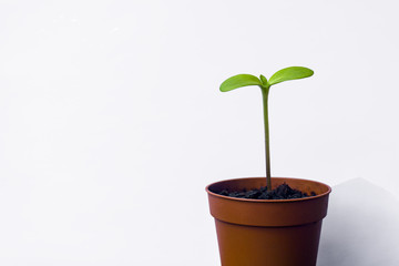Young small sunflower plant with two green leaves in brown pot, isolated on white background.