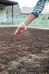 Sowing grass in the spring. Small seeds come flying out of the farmer's hand sowing grass on a sunny day