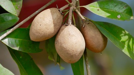 Bunch of ripe sapodilla on  tree, Manilkara achras Fosberg