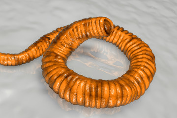 Dracunculus medinensis First-Stage Larva