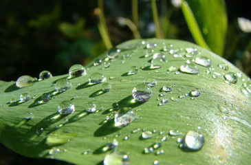 Bright, green leaf with big drops of water. Dew on a leaf in the morning. Natural, large, round drops of water. Water drop  sparkles in the sunlight. Shadows. 