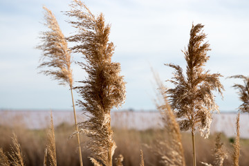 Reed stems by the riverside