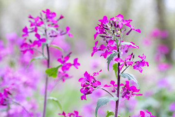 Annual Honesty lunaria annua flower