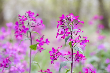 Annual Honesty lunaria annua flower