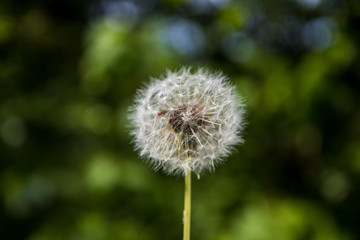 Obraz premium Ripe dandelion in the nature