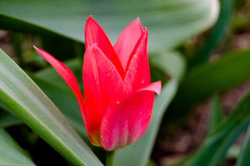 Photo of red tulips in spring