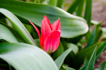 Photo of red tulips in spring