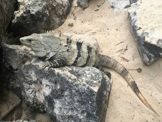 Closeup profile face and body of reptile. Lizard with dark eys, danger face scaly and spiny skin,...