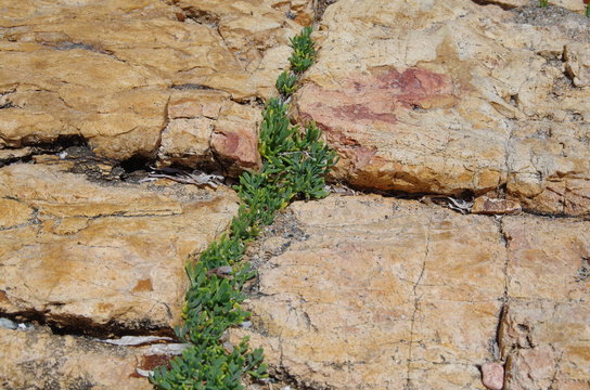 รูปภาพPlacca เลือกดูภาพถ่ายสต็อก เวกเตอร์ และวิดีโอ352 Adobe Stock