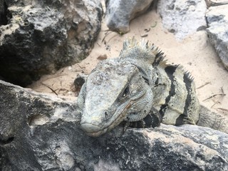 Closeup face and body of reptile. Lizard with open eys, danger face scaly and spiny skin. Mexican grey striped iguana on the stone, portrait. Looking straight