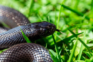 The Mexican black kingsnake (Lampropeltis getula nigrita) is part of the larger colubrid family of snakes, and a subspecies of the common kingsnake.