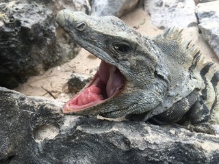 Closeup profile face of reptile. Lizard with dark eys, danger face scaly and spiny skin, wide open mouth Mexican grey striped iguana on the stone, portrait. Look away