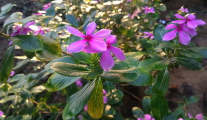 Rosy pink periwinkle flowers  with green leafs