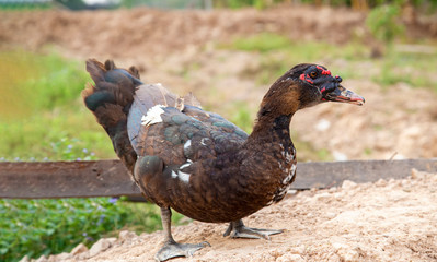 Black duck is walking on a green meadow in farm. Black male ducks are looking for food by the canal.
