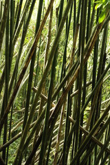 Foret de bambou