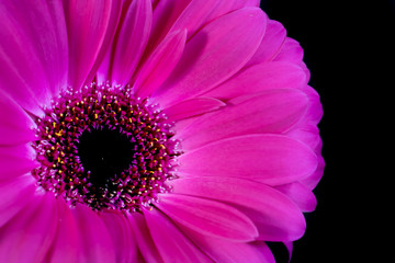 Close up photo of a Single Pink Gerbera with a Black Background.