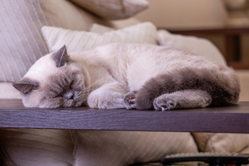 British shorthair colorpoint cat Ludwig