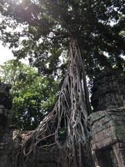 roots of tree
