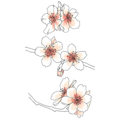 Elegant hand drawn compositions of almond blossoms in black lines and watercolor effect