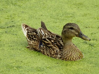 Female Mallard Duck